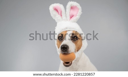 Jack Russell Terrier dog in bunny ears holds an egg. Copy space. 
