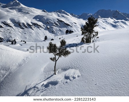 tree under the powder snow. Beautiful nature picture in the swiss mountains. High quality photo