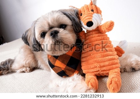 photo of a small breed of Shih Tzu dog lying next to his toy and looking into the camera