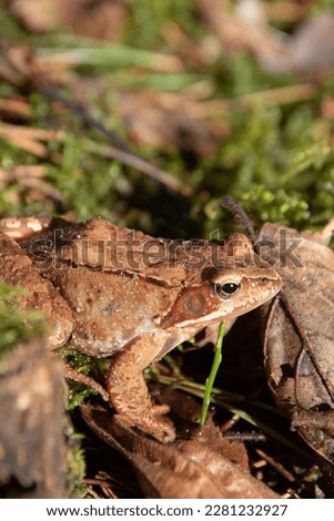 photo small brown toad sitting on the grass in the woods close-up