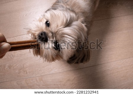 Picture of a Shih Tzu holding a teeth cleaning stick on the floor