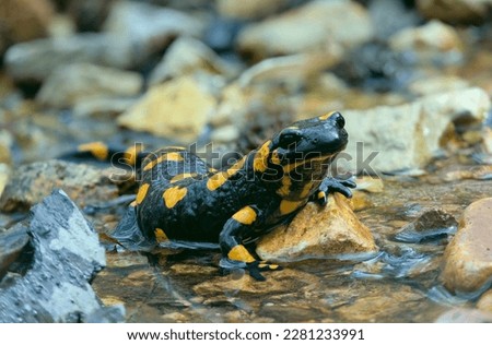 Lovely lizard Fire salamander is resting on a rock washed by a forest stream. Beautiful amphibian in a native habitat