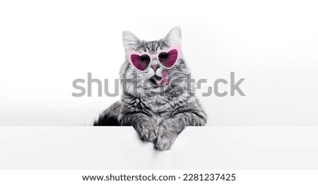 Smiling kitten in funny glasses lying on white table. Lovely fluffy cat licking lips. Free space for text. Royalty-Free Stock Photo #2281237425