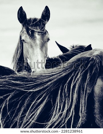 This is a picture of horse