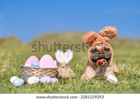 Happy Easter French Bulldog dog with rabbit costume ears next to easter eggs 