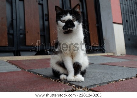asian local cat with black spot face