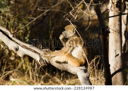 Baboon in Botswana