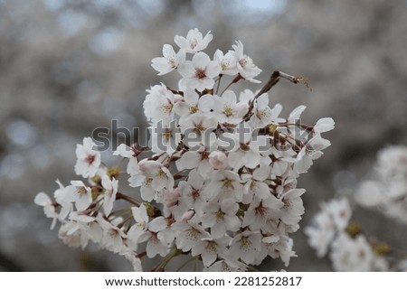 Cherry blossoms in Yeouido, Seoul, South Korea