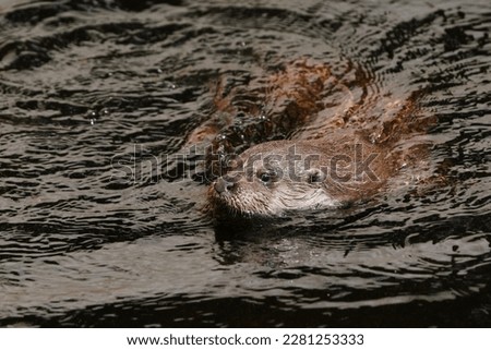 A Eurasian otter swims in the water. Lutra lutra. Otter in the nature habitat.