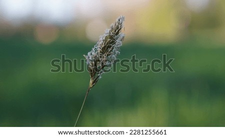Sweet scent of summer: Stunning photos of Anthoxanthum Odoratum, the Vanilla-Scented Grass. Early Spring