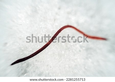 A dung worm Eisenia crawls through the snow. These worms are very tenacious and wake up early in the spring. Macro