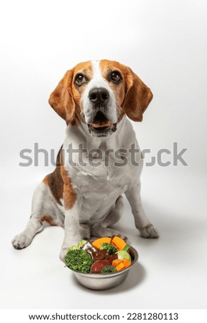 Beagle lies on floor and smiles. Cheerful dog has an iron bowl with meat and vegetables between his paws. Natural food for dogs. Pet on a white background in the studio. High quality vertical photo