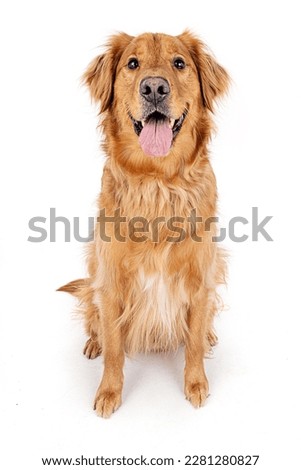 happy dog golden retriever sitting  on white backgroud Royalty-Free Stock Photo #2281280827