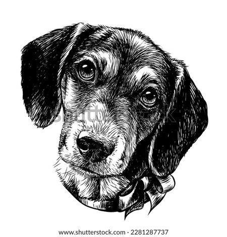 A hunting dog. Graphic, black-and-white portrait of a dog's head in sketch style. Digital vector graphics.