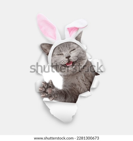 Happy kitten wearing easter rabbits ears looks through the hole in white paper