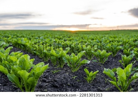 Landscape of oung green sugar beet leaves in the agricultural beet field in the evening sunset. Agriculture. Royalty-Free Stock Photo #2281301313