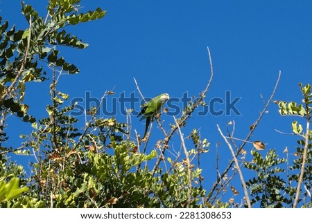 a small parrot sits on top of a tree, in the center of the composition