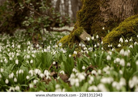 Spring forest with first winter flower Royalty-Free Stock Photo #2281312343