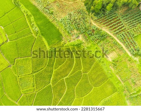 Aerial shot, Top view of a landscape of green terraced rice fields in the morning, Bandung - Indonesia