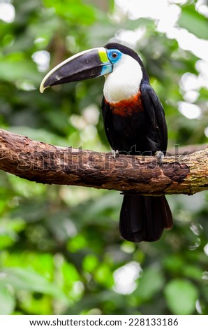beautiful red blue green red white black toucan bird on a tree branch
