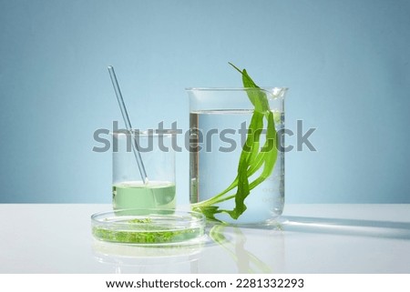 Front view of seaweed leaves and essence on beaker and petri dish on blue background. Seaweed has the effect of treating acne, detoxing the skin, anti-aging, rich in vitamins stimulating hair growth Royalty-Free Stock Photo #2281332293