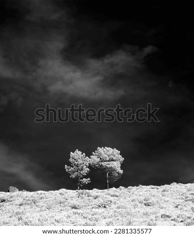 Trees in National Park of Geres, Portugal. Used an infrared filter. BW version.                               