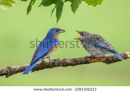 A male Eastern Bluebird feeds one of his fledgling chicks. Royalty-Free Stock Photo #2281336213