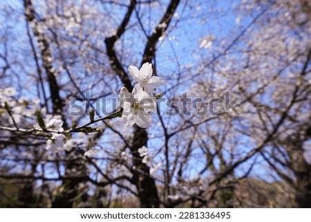 Beautiful white cherry blossom season in Tokyo, Japan - sakura, popular attractions