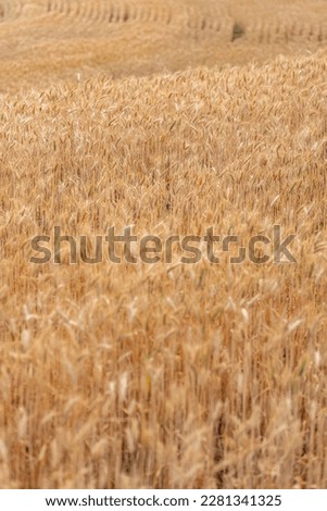Golden grain during harvest season
