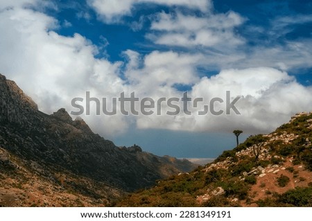 Fantasy landscape with dragon trees and rocky canyons. Socotra Island. Yemen. endemic plants. Island symbol. 