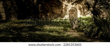 leopard walking towards camera background