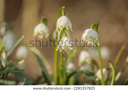 Group of spring snowflakes (Leucojum vernum).