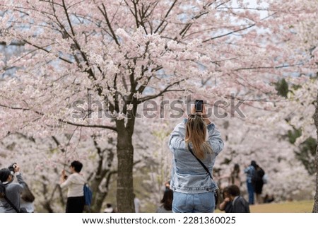 Young blonde woman taking pictures of cherry tree branches with white and pink flowers in full blossom. Selective focus, blurred background, shallow depth of field. Space for copy. High Park, Toronto.