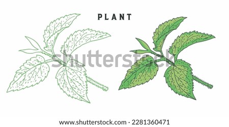 vector set of organic plants with hand drawn leaves