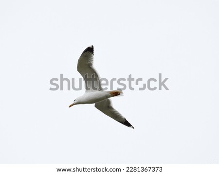White seagull flying with wings spread isolated on white background. Clearly show full body, white feather texture and black wings tip. Flying Seagull, Symbol of Freedom Concept Royalty-Free Stock Photo #2281367373