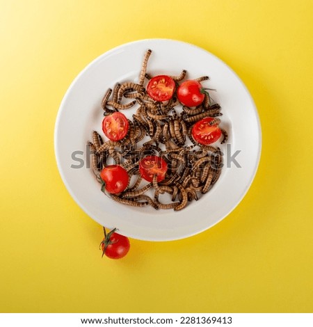 Yellow worms in white plate along with cherry tomatoes on yellow background. Larvae of the Zophobas morio in the form of pasta. Art photography with food and insects. Creepy photo. High quality photo
