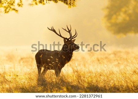 Close up of a Red Deer stag during rutting season at sunrise, UK. Royalty-Free Stock Photo #2281372961