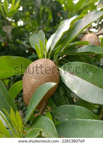 There are some snakefruit on the tree in the garden