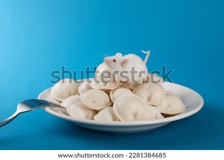 White laboratory mouse with red eyes sits in a plate of dumplings. Funny pictures of a cute little mouse in the studio on a blue background. The rodent sits on dumplings in white plate.