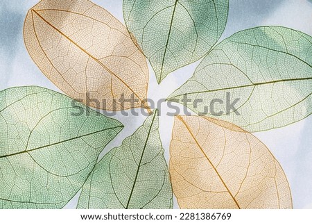 Green orange autumn skeletonized leaf on blurred gray background with sunlight and shadow. Beauty nature concept. Aesthetic composition of autumn leaves, closeup creative photo, fall season sunny day