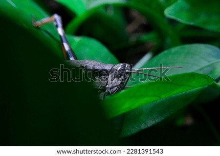 Brown grasshopper hide on a leaf 