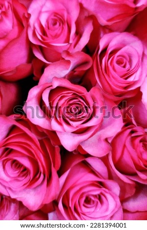 Pink roses natural floral background close up vertical photo. Fresh flowers in bouquet buds top view. Bright colors. Florist shop. Greeting card design template with copy space. Royalty-Free Stock Photo #2281394001