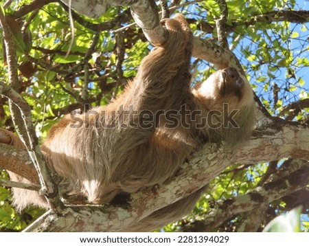 Cute sloth in the tree