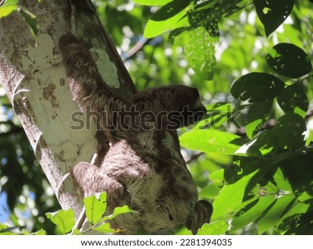 Cute sloth in the tree