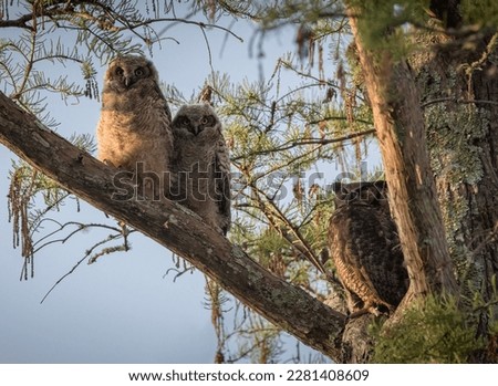 The Great Horned Owl Family