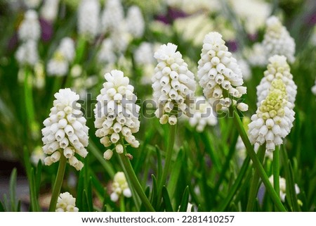 Muscari aucheri White magic ( Grape Hyacinth ). Spring flowers Royalty-Free Stock Photo #2281410257