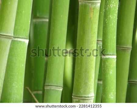Trunks or stalks of green bamboo, beautiful natural texture or b Royalty-Free Stock Photo #2281412355