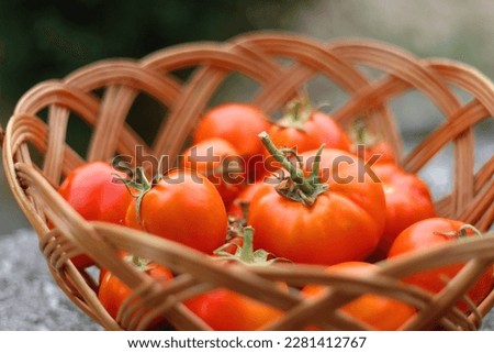 Basket of picked homegrown tomatoes in the garden. Selective focus. Royalty-Free Stock Photo #2281412767