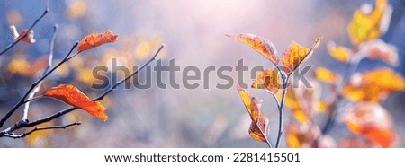 Autumn view with dry leaves on tree branches on a sunny day
