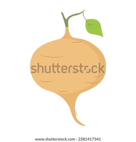 Jicama root. Mexican turnip or jicama bulb root, farm market veggie. Vector illustration isolated on white background. For template label, packing, web, menu, logo, textile, icon Royalty-Free Stock Photo #2281417341